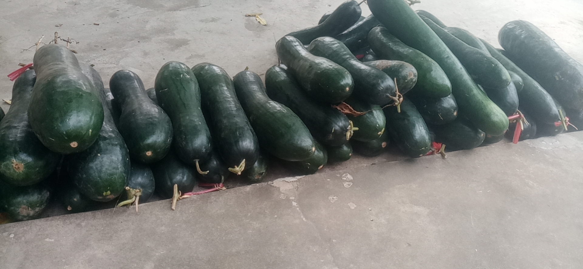 我校老党员陈宝珍爱心助农